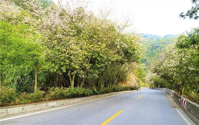 【道路建模】道路綠化帶設(shè)計(jì)